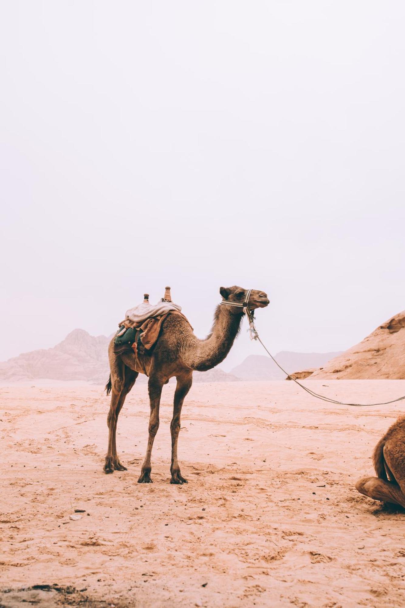 Khaled'S Camp Hotel Wadi Rum Eksteriør billede